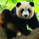 Cute Baby Panda